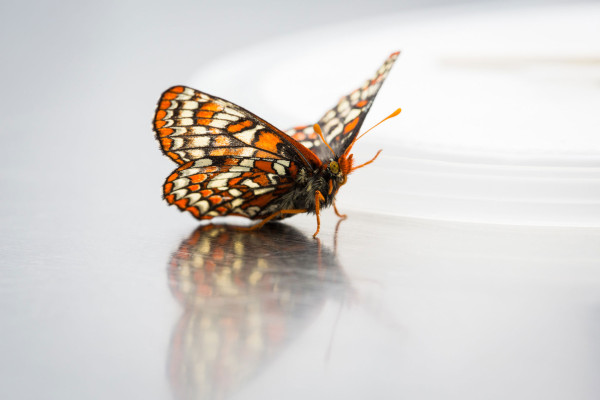 The Federally-listed endangered species the Taylor's checkerspot butterfly in the custom built green house at Mission Creek Corrections Center. Photo by Benj Drummond and Sara Joy Steele.