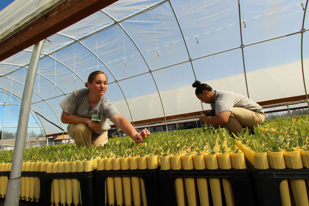 Conservation technicians Stephanie Boyle and Lerissa Iata check on prairie species growing in the hoop house at Washington Corrections Center for Women. Photo by Joslyn Rose Trivett. 