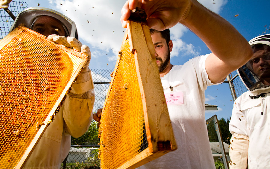Working with biologist Sam Hapke (center), Cedar Creek inmates turn honey and beeswax into useful products. <span class="copyright">© <a href="http://bdsjs.com/">Benjamin Drummond</a></span>