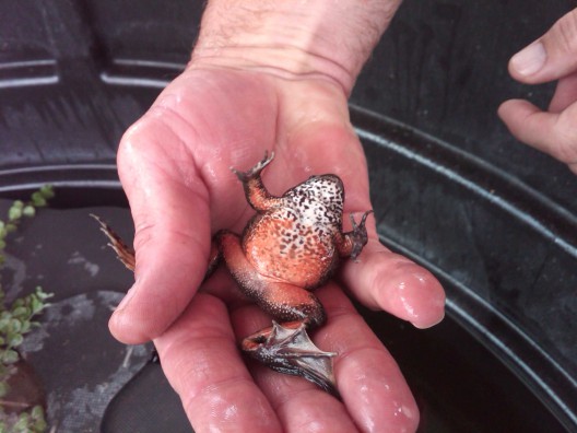 An Oregon spotted frog raised by offenders at the Cedar Creek Corrections Center (photo: Melanie Colombo).
