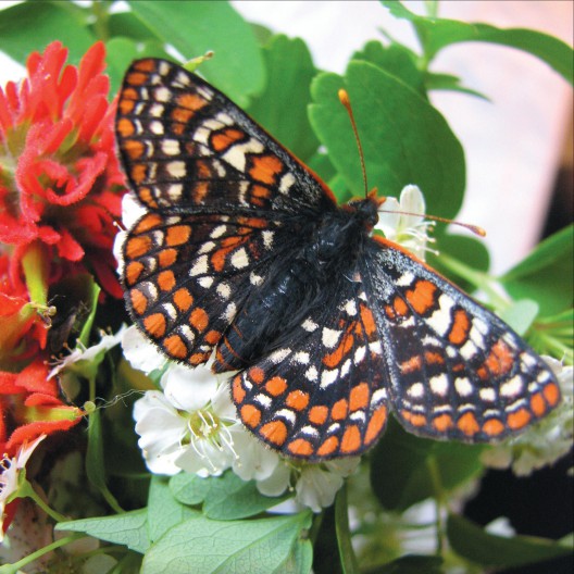 Taylor's checkerspot