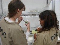 Inmate butterfly technicians at MCCCW caring for painted lady caterpillars and recording observations