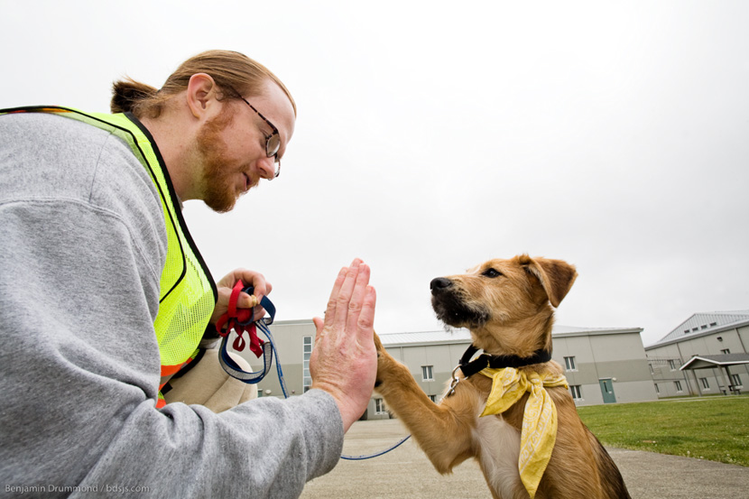 At Stafford Creek and the Washington Corrections Center for Women, inmates become the teachers in a highly successful dog-training program funded by donations from Department of Corrections staff. In addition to preparing troubled dogs for adoption -- a process noted by bandana-collars that change from red to yellow to green -- the program helps offenders develop a sense of empathy, responsibility and environmental stewardship.