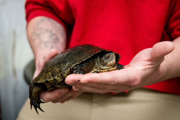 Saying goodbye and good luck to a turtle. Photo by Shauna Bittle, Photographer of The Evergreen State College