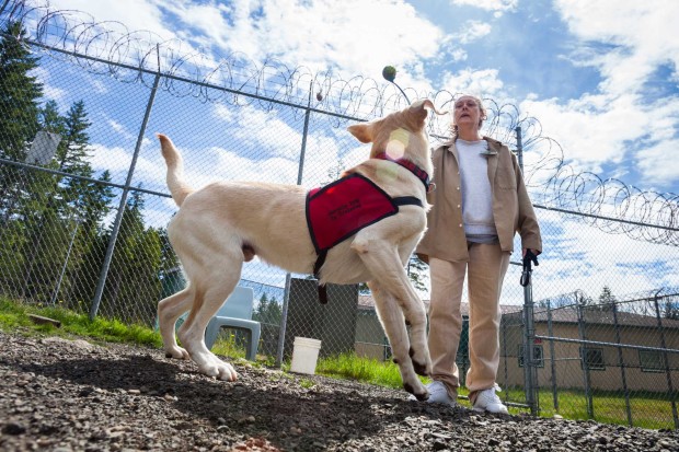 There is a dog program in every WA prison, and these also are a part of SPP. Each one is made possible by local community partners—animal rescue and shelter organizations—who show inmates how to be successful handlers and trainers. In this way, the incarcerated can participate daily in the rehabilitation of another. 