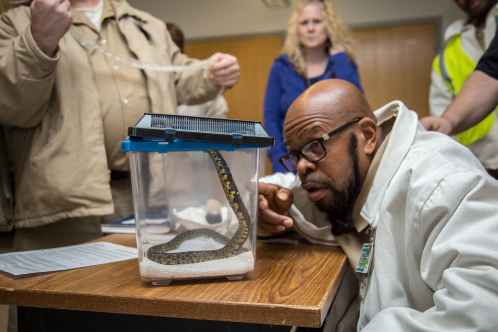 A workshop series student gets a good look at a king snake in the classroom at Stafford Creek Corrections Center. Photo by Ricky Osborne. 