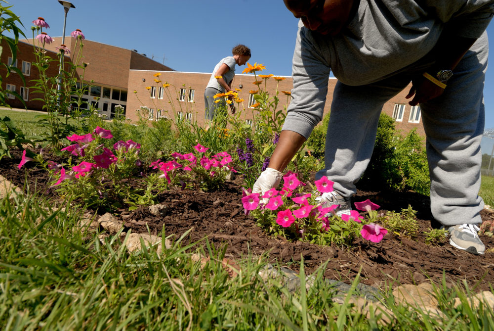 Gardeners work in Housing Unit 192 garden at Maryland Correctional Institution for Women. Photograph by Anthony DePanise, SPSCS Prison Project.
