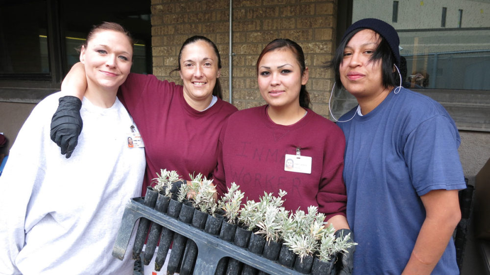 Part of the 5-state Sagebrush in Prisons project, these women work with and learn about sagebrush in the program at Montana Women’s Prison (MWP). Photo by Institute of Applied Ecology. 