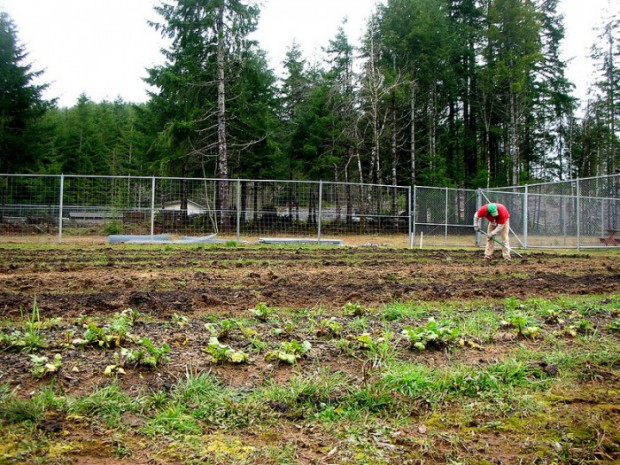 Inmate prepping the beds for seed sowing.