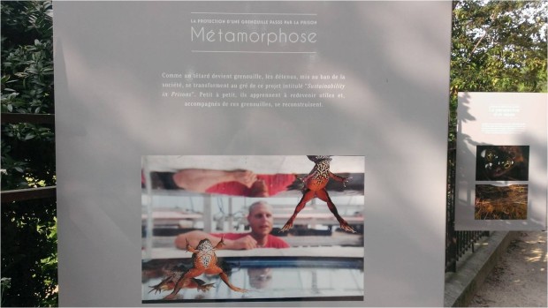 07 - metamorphose