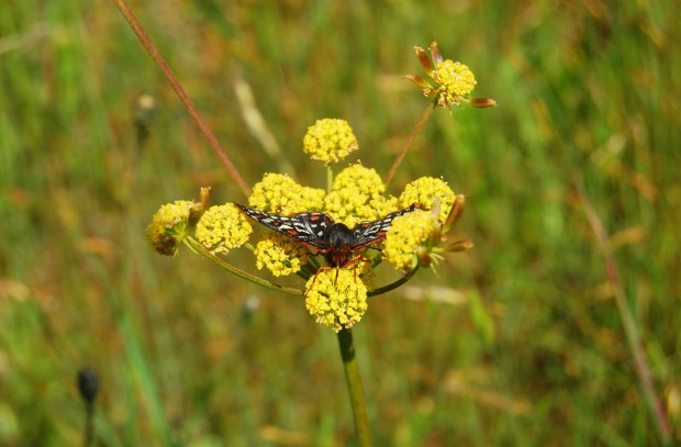 Lomatium provides a welcome landing site for a newly released butterfly