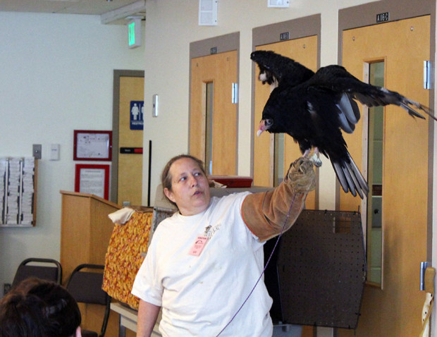 Lynne Weber from West Sound Wildlife Shelter shows Remington, a turkey vulture, to the audience.