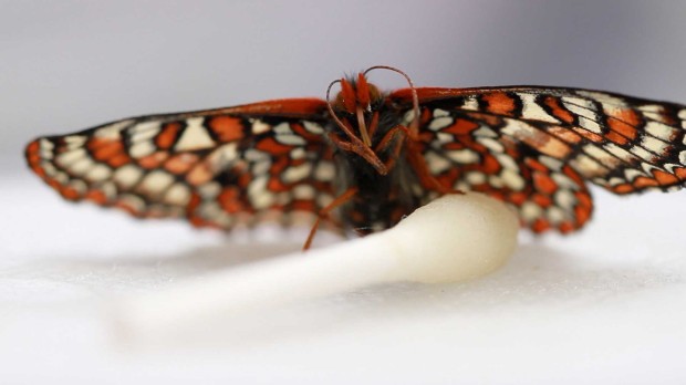 Caption: Adult Taylor’s checkerspots are fed honey water with Q-tips every day. Video still by Rosemarie Padovano.