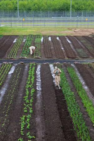 Gardeners at Stafford Creek Corrections Center growing crops for the prison kitchens. Photo by Benj Drummond.