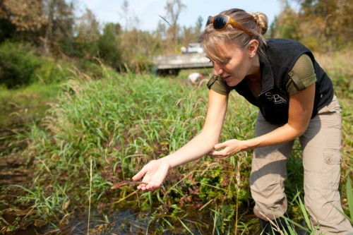 Graduate Research Assistant Brittany Gallagher releases a frog raised at Cedar Creek Corrections Center. Photo by Cyril Ruoso.