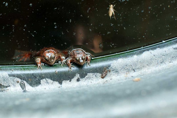 Two Oregon spotted frog hang out in their tank at Cedar Creek Corrections Center. Photo by Matthew Williams of the New York Times.