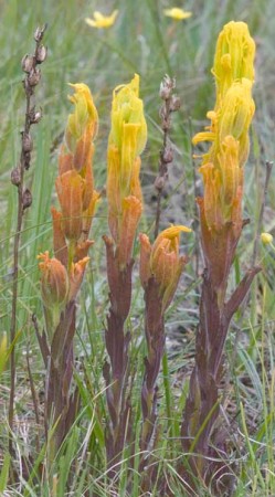 Golden Indian paintbrush (Castilleja levisecta) is a Washington state listed Endangered species. Photo by Rod Gilbert.