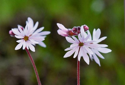 Prairie star (Lithophragma parviflorum) is a small beauty. Photo by Rod Gilbert.