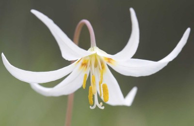 Oregon fawn lily (Erythronium oregonum) is a rare beauty found in Puget lowland's prairies. Photo by Rod Gilbert.