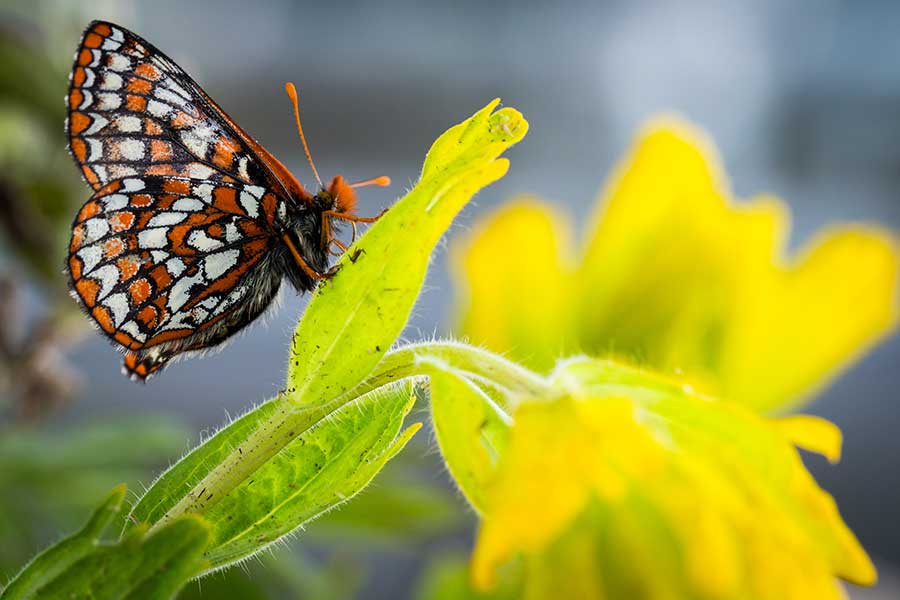 Federally-listed Endangered Taylor's checkerspot butterfly rests on a State-listed Endangered golden paintbrush, both at the rearing facility in Mission Creek Corrections Center for Women. Photo by Benj Drummond and Sara Joy Steele. 