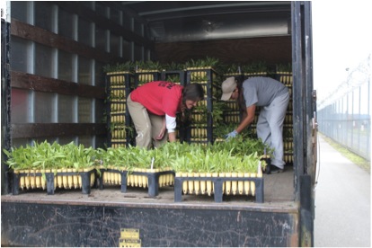 WCCW Conservation Nursery Crew loading Gaillardia aristata to be delivered to Joint Base Lewis-McChord. Photo by Bri Morningred.