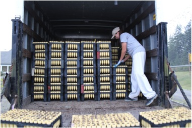 The delivery truck is almost full with 400 trays, a load of 39,000 plants. Photo by Bri Morningred