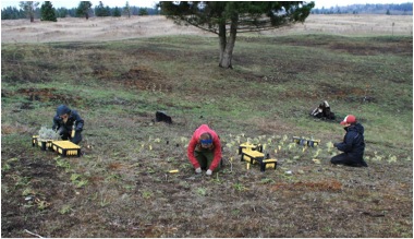 Americorps volunteers planting out SPP-grown plugs on the prairie at Glacial Heritage Reserve. Photo by CNLM staff.