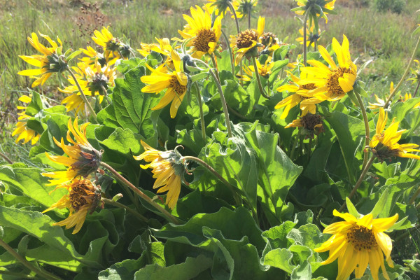 Balsalmroot (Balsamorhiza sp.) broadcasting its beauty in the morning sun.