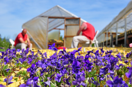 Crew members prepare early blue violet for plant out at the seed farms.
