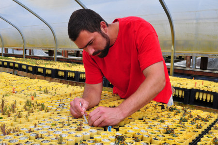 The 200,000 plant pots require a delicate and precise process of weeding.