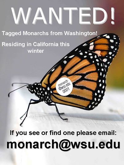 Monarch wanted from fb