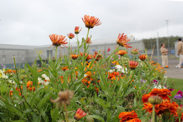 September flowers bloom at Stafford Creek Corrections Center. Photo by Joslyn Rose Trivett.