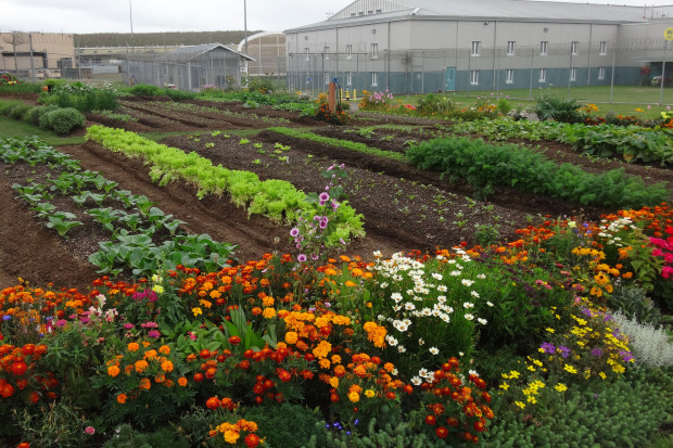 Stafford Creek Corrections Center grows flowers and vegetables in every part of the prison campus. From early spring to late fall it is a multicolored display! Photo by Joslyn Rose Trivett.