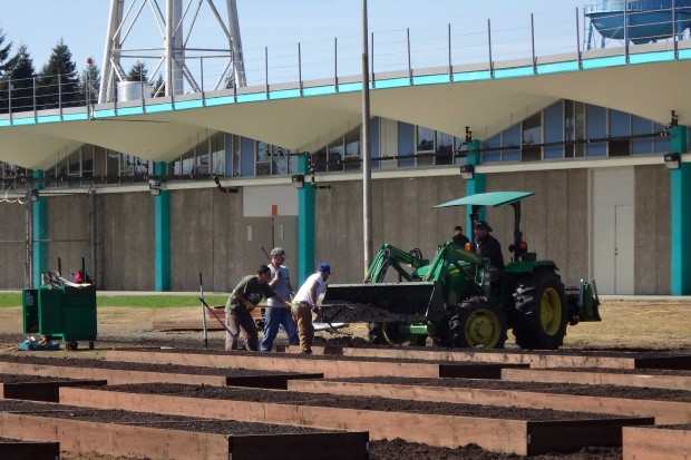 A tractor fills the final bed with soil. 