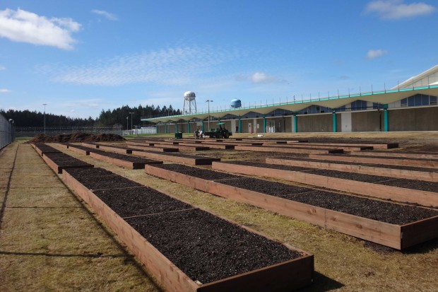 The final product: 29 beds are ready for violet plants!