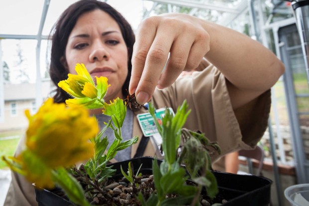A butterfly technician places a Taylor's checkerspot butterfly on a plant species the that species often chooses for egg laying. Photo by Benj Drummond and Sara Joy Steele.