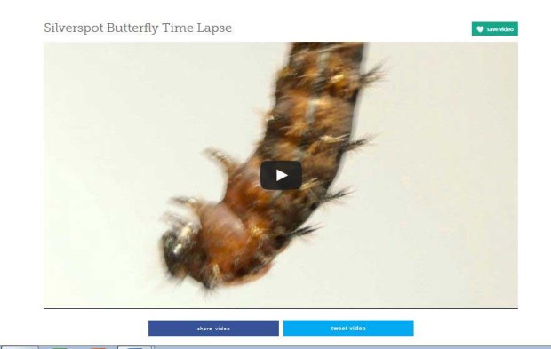 Video at http://thekidshouldseethis.com/post/silver-spot-butterfly-time-lapse