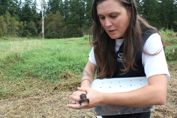 SPP program coordinator Fiona Edwards prepares to release an Oregon spotted frog that was reared at CCCC. Photo by Sadie Gilliom. 