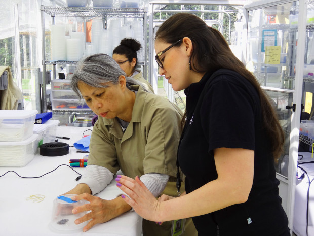 Name?, TCB technician, shows Christina how to "process" an eclosed butterfly. Photo by Lindsey Hamilton,