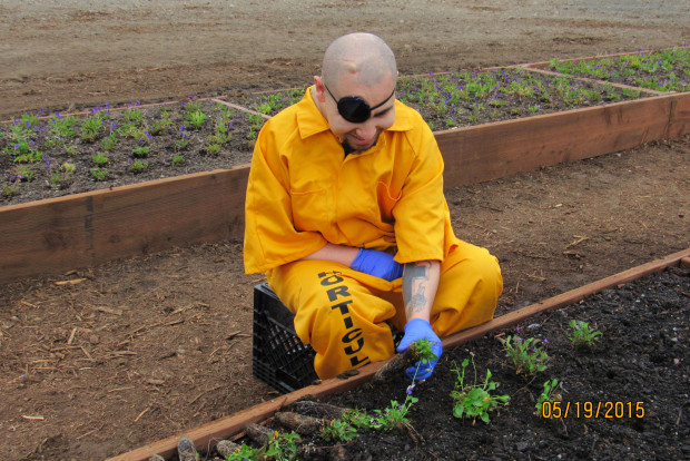 A horticulture student in the Skill Builders Unit at Washington Corrections Center (WCC) tends to native violets in the prison's new seed beds. 