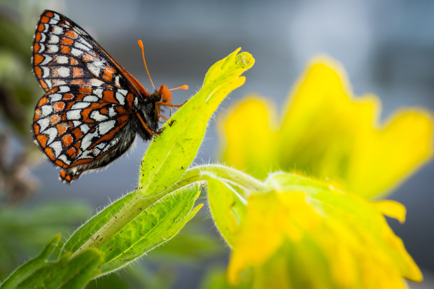 Federally-listed Endangered Taylor's checkerspot butterfly rests on a State-listed Endangered golden paintbrush, both at the rearing facility in Mission Creek Corrections Center for Women. Photo by Benj Drummond and Sara Joy Steele.