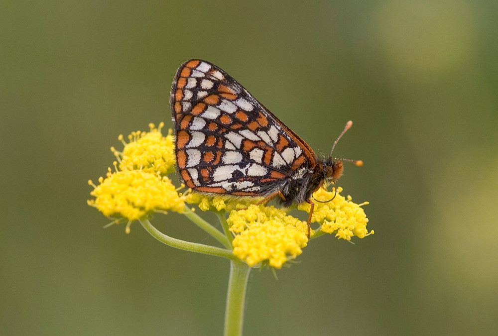 A Taylor's checkerspot butterfly sits on a Lomatium flower on a Puget Lowland Prairie. Photo by Rod Gilbert. 