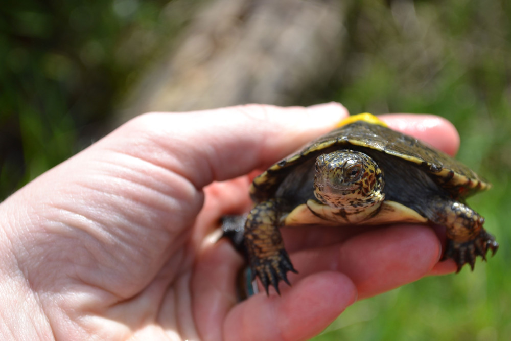 A western pond turtle is held just before release; the yellow marking on its back will help with tracking. Photo by Sadie Gilliom.