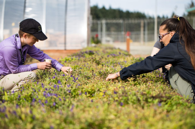 Sadie Gilliom, Fawn Harris, and other SPP Program Coordinators teamed together for several work parties picking violet seeds while the incarcerated crew was not available. Photo by Ricky Osborne.