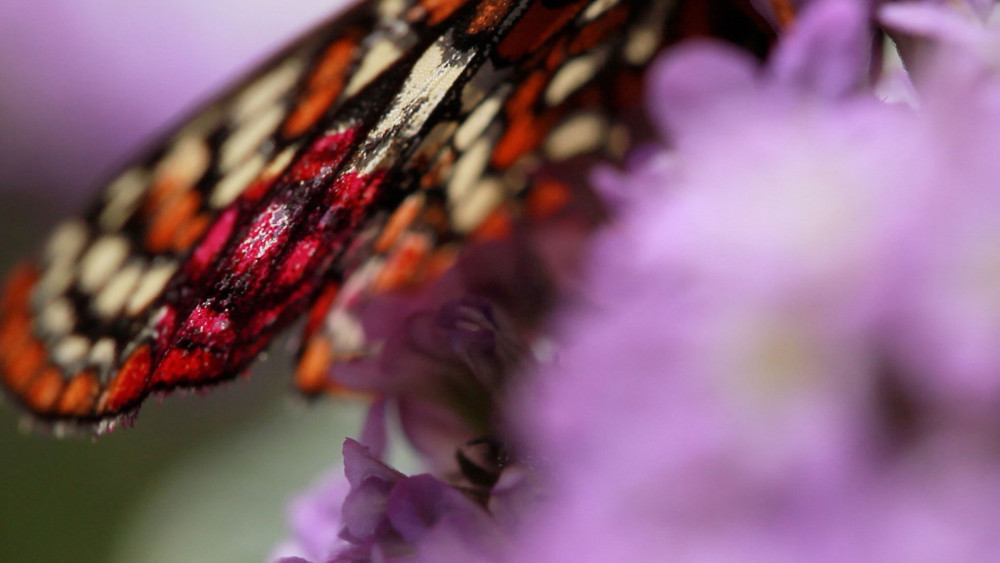 A close-up of an adult butterfly on nectaring on a flower in the prison's rearing facility. Video still by Rosemarie Padovano.