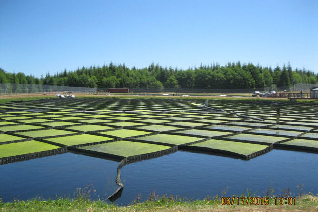 The second treatment pond, the "polishing" pond, is covered in duckweed; the grid of corrals is to keep the duckweed coverage complete (without those barriers, the floating plants would migrate with the wind).