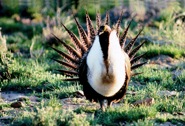 A male greater sage-grouse struts his stuff. Photo from BLM Oregon & Washington’s photostream, from https://goo.gl/FuFeCP. 