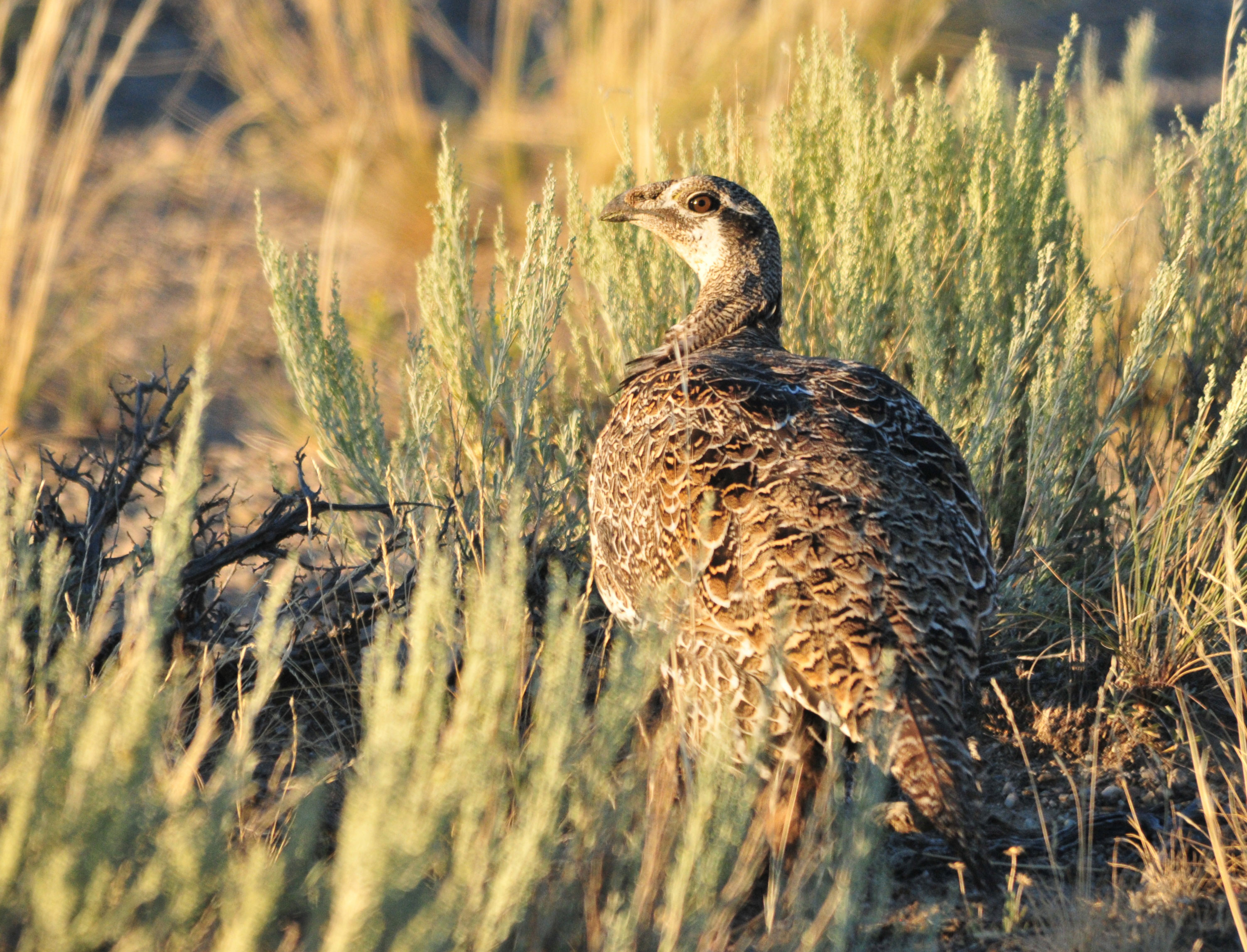 A female sage-grouse in prime habitat, next to a sagebrush plant. Photo by Tom Koerner/USFWS, from https://goo.gl/nf8uEt. 