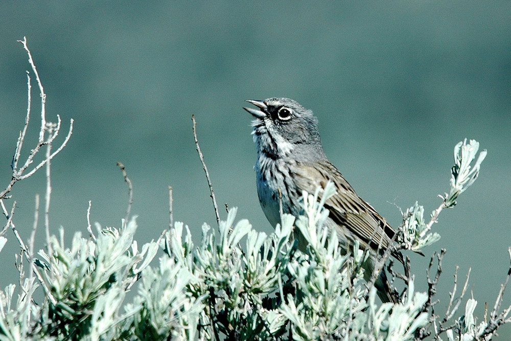An exquisite sage sparrow sings atop a sagebrush plant. Photo from the Bureau of Land Management Oregon and Washington’s photostream, https://goo.gl/5Jv3fQ.