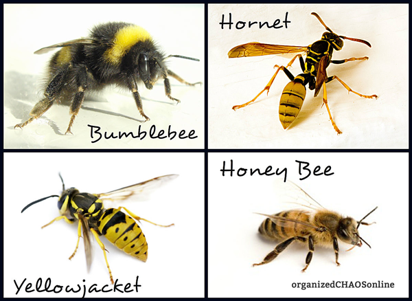 bee-types from organizedchaosdotcom